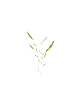 茶 茶叶 叶子 树叶 飘浮的叶子