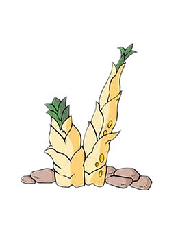手绘春笋