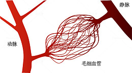 三种血管关系图