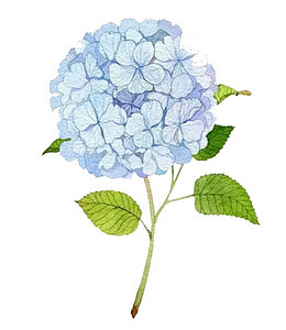 蓝色绣球花