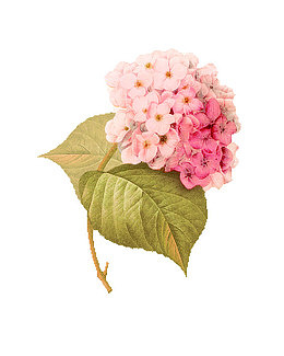 粉色手绘绣球花装饰图案