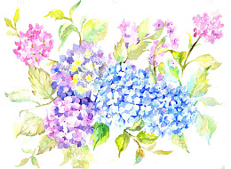 彩色绣球花