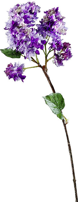 绣球花