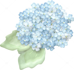 手绘绣球花