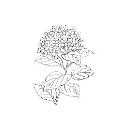 简笔绣球花