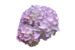 绣球花