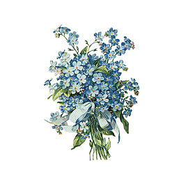 蓝色绣球花