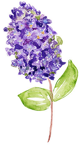 手绘绣球花