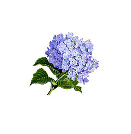 蓝色绣球花