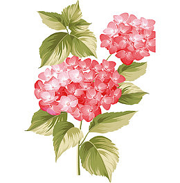 水彩绣球花