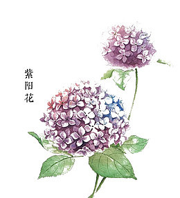 紫阳花