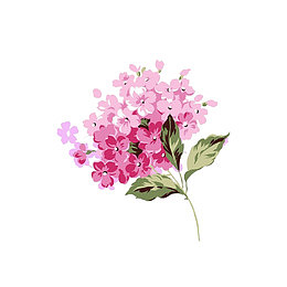 粉色绣球花