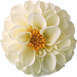 绣球花