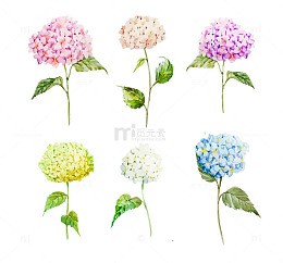 彩色手绘绣球花