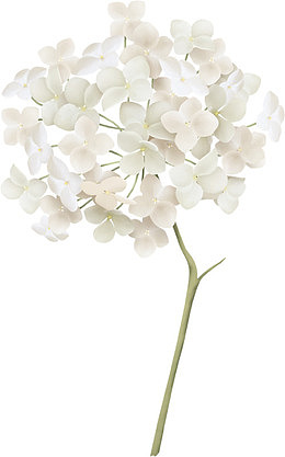 白色绣球花