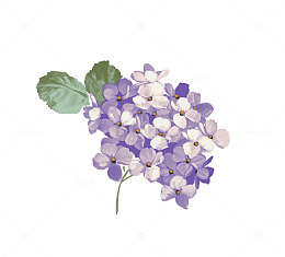 紫色绣球花