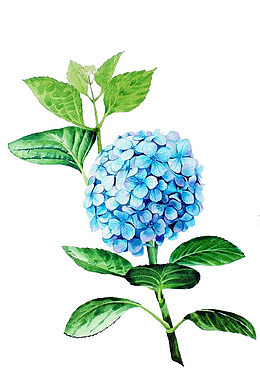 绣球花