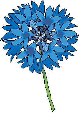 绣球花