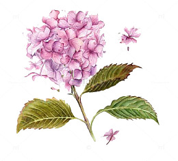紫色绣球花