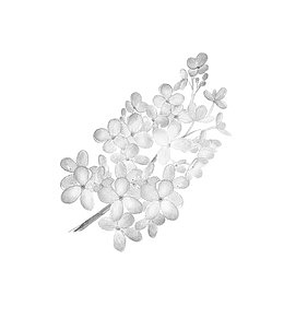 手绘绣球花