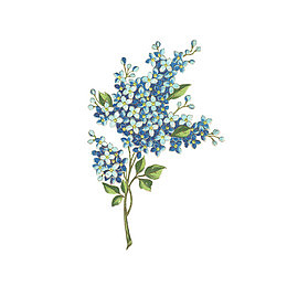 水彩绣球花