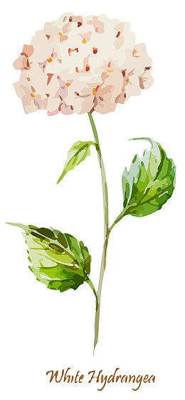 水彩绣球花矢量素材