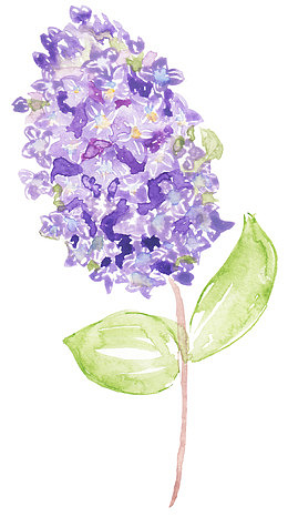 手绘绣球花