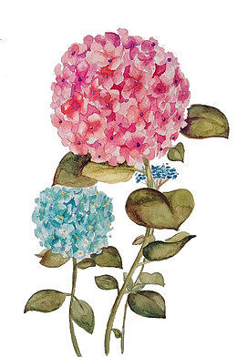 双色绣球花
