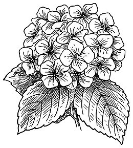 手绘绣球花矢量