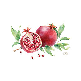 水彩石榴