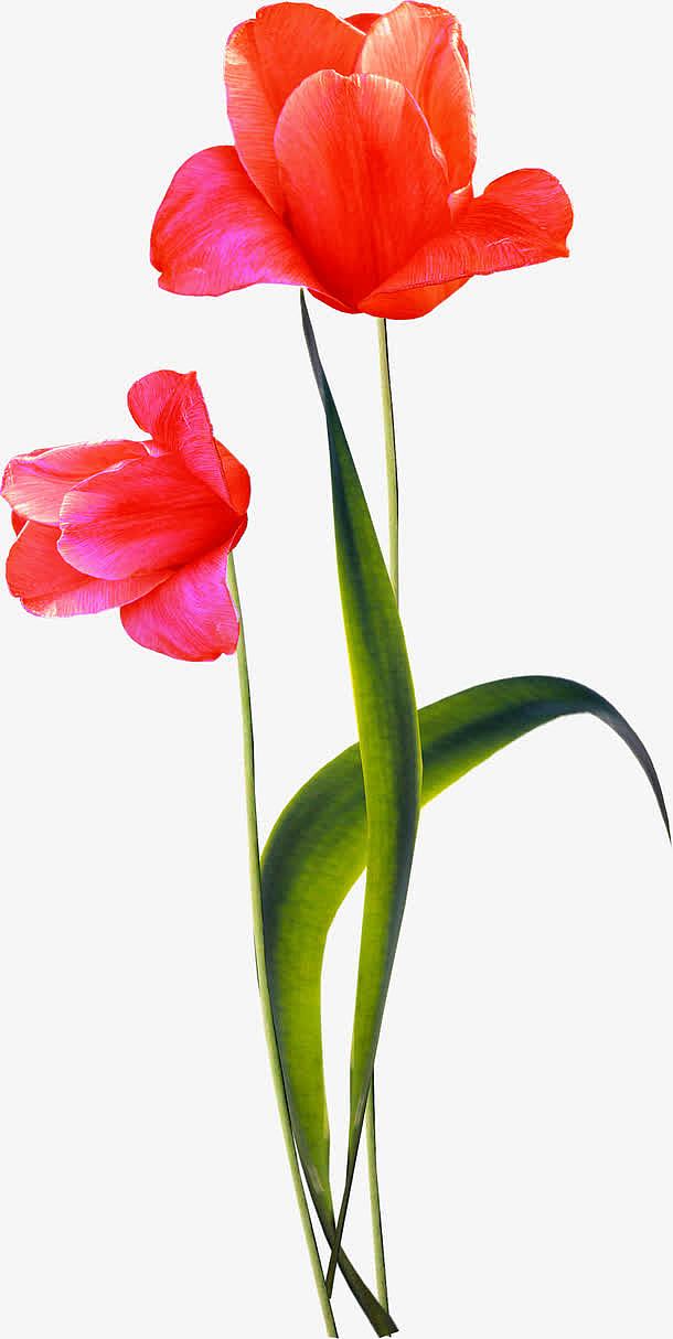 花卉图片素材花卉背景素材  红