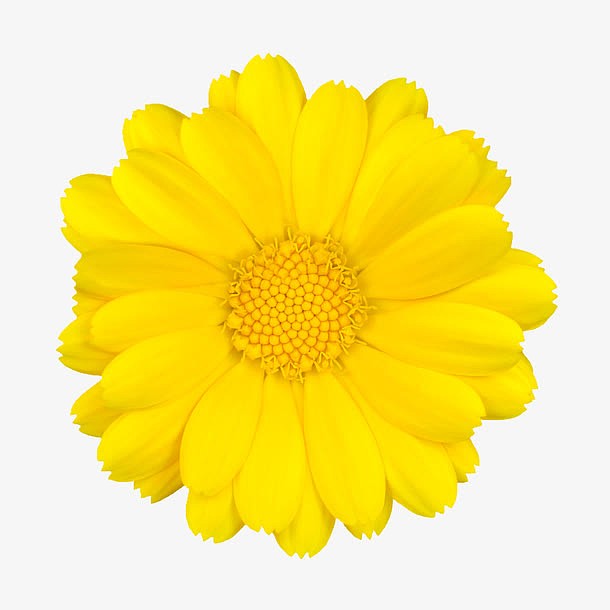 手绘花朵图片植物花卉素材 黄色