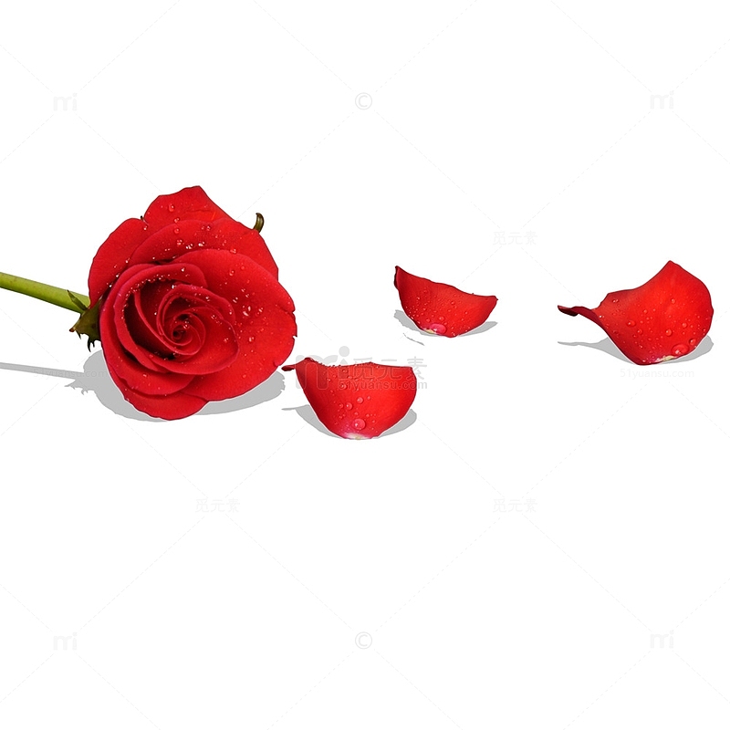 一朵鲜红色的玫瑰花和花瓣