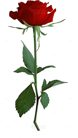 一朵玫瑰花