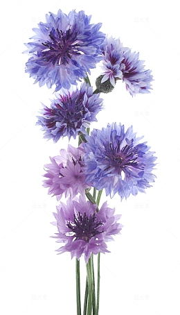 唯美矢车菊花束