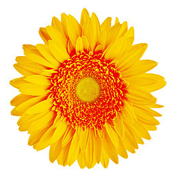 手绘花朵图片素材鲜花图案