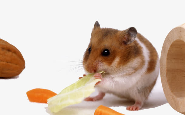 仓鼠金丝熊素材