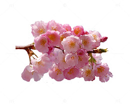 一枝腊梅花