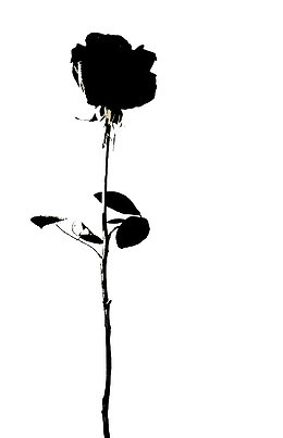 一枝黑色玫瑰花