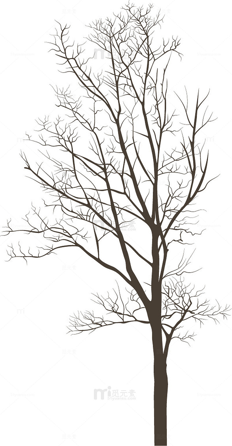 没有叶子的大树