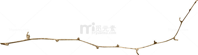 一支没有叶子的树枝
