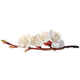 一枝梅花