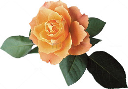 橙色玫瑰花