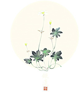 小清新创意植物构图