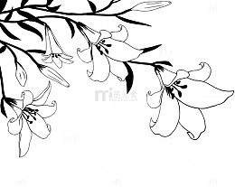 一枝儿百合花线稿