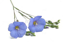 亚麻籽花