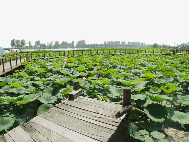 关键词 : 荷花,荷塘,荷叶,栈桥,荷花池,自然风景,摄影,自然景观[声明]