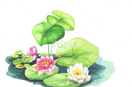 水墨荷花图片