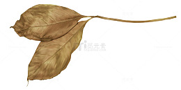棕色枯枝枯叶