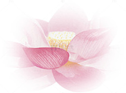 边缘模糊莲花花瓣